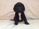 English Cocker Spaniel Puppies for sale in New York, NY, USA. price: $500