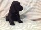 English Cocker Spaniel Puppies for sale in Baltimore, MD, USA. price: NA