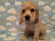English Cocker Spaniel Puppies for sale in E 119th St, New York, NY 10035, USA. price: $800