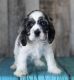 English Cocker Spaniel Puppies for sale in Houston, MS 38851, USA. price: $500