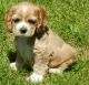 English Cocker Spaniel Puppies for sale in Kenduskeag, ME 04450, USA. price: NA