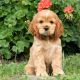 English Cocker Spaniel Puppies for sale in New Holland, PA 17557, USA. price: NA