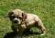 English Cocker Spaniel Puppies for sale in Chandler, AZ, USA. price: NA