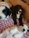 English Cocker Spaniel Puppies for sale in Hudson, WI 54016, USA. price: NA