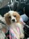 English Cocker Spaniel Puppies for sale in Lancaster, KY 40444, USA. price: $650