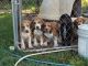 English Coonhound Puppies