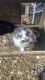 English Lop Rabbits for sale in Hagerstown, MD, USA. price: NA