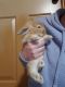 English Lop Rabbits for sale in Lake County, CA, USA. price: $60