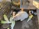 English Lop Rabbits for sale in St Paul, MN 55104, USA. price: $40