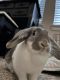 English Lop Rabbits for sale in Fort Worth, TX, USA. price: $50