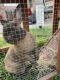 English Lop Rabbits for sale in Katy, TX, USA. price: $30