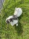 English Lop Rabbits for sale in Plainfield, IL, USA. price: NA