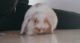 English Lop Rabbits for sale in Louisville, KY, USA. price: NA