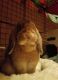 English Lop Rabbits for sale in 28 Mellish Rd, Langdon, NH 03602, USA. price: NA