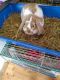 English Lop Rabbits for sale in North Windham, CT 06256, USA. price: NA