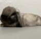 English Lop Rabbits for sale in Lakeland, FL, USA. price: NA