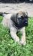 English Mastiff Puppies for sale in Watertown, SD 57201, USA. price: NA