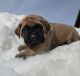 English Mastiff Puppies for sale in Boise, ID 83709, USA. price: NA