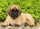 English Mastiff Puppies for sale in Raleigh, NC 27614, USA. price: NA