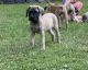 English Mastiff Puppies for sale in Ashley, MI 48806, USA. price: $1,500