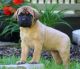 English Mastiff Puppies for sale in Beulah, CO 81023, USA. price: NA