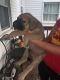 English Mastiff Puppies for sale in Westmont, IL 60559, USA. price: $1,400