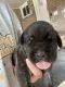 English Mastiff Puppies for sale in Resaca, GA 30735, USA. price: NA