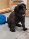 English Mastiff Puppies for sale in Fresno, CA, USA. price: NA