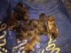 English Mastiff Puppies for sale in Louisville, KY, USA. price: NA