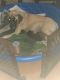 English Mastiff Puppies for sale in Miami, FL, USA. price: NA