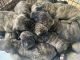 English Mastiff Puppies for sale in Trenton, OH, USA. price: NA