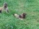 English Mastiff Puppies for sale in Honey Brook, PA 19344, USA. price: $1