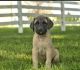 English Mastiff Puppies for sale in Gap, PA 17527, USA. price: NA
