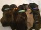 English Mastiff Puppies for sale in Lumberton, NC, USA. price: NA