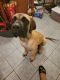 English Mastiff Puppies for sale in Columbus, OH, USA. price: NA