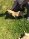 English Mastiff Puppies for sale in Alberton, MT 59820, USA. price: $1,500