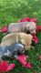 English Mastiff Puppies for sale in San Leandro, CA, USA. price: NA