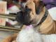 English Mastiff Puppies for sale in Montgomery, AL, USA. price: NA