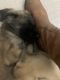 English Mastiff Puppies for sale in Laceys Spring, AL 35754, USA. price: $1,200