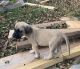 English Mastiff Puppies for sale in Laceys Spring, AL 35754, USA. price: NA