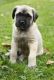 English Mastiff Puppies for sale in Milwaukee, WI, USA. price: $400