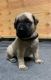 English Mastiff Puppies for sale in Riverside-San Bernardino-Ontario, CA, CA, USA. price: NA