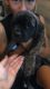 English Mastiff Puppies for sale in Drummond, MT 59832, USA. price: NA
