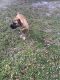 English Mastiff Puppies for sale in Fort Pierce, FL, USA. price: $1,500