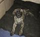 English Mastiff Puppies for sale in Glenford, OH 43739, USA. price: NA