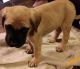 English Mastiff Puppies for sale in Crescent, OK 73028, USA. price: NA