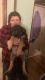 English Mastiff Puppies for sale in Logan, OH 43138, USA. price: NA