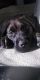 English Mastiff Puppies for sale in Cincinnati, OH, USA. price: NA