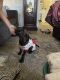 English Mastiff Puppies for sale in Ocala, FL 34470, USA. price: $1,800