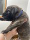 English Mastiff Puppies for sale in Millville, CA 96062, USA. price: NA